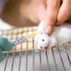 Illustration for article titled Crazy Brain Implants Give Lab Rats a Sixth Sense and Let Them "Touch" Light